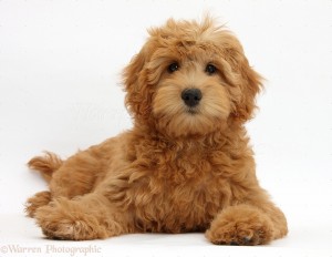 39327-Cute-Goldendoodle-puppy-white-background