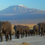 Elephants_at_Amboseli_national_park_against_Mount_Kilimanjaro
