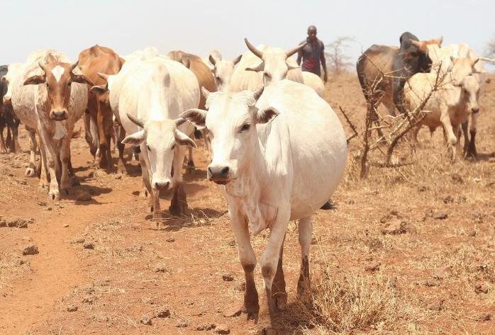 Herders in Marsabit, Kenya have a hard time keep their livestock fed in an ongoing drought, February 21, 2018 (Photo by Kandukuru Nagarjun) Creative Commons license via Flickr.